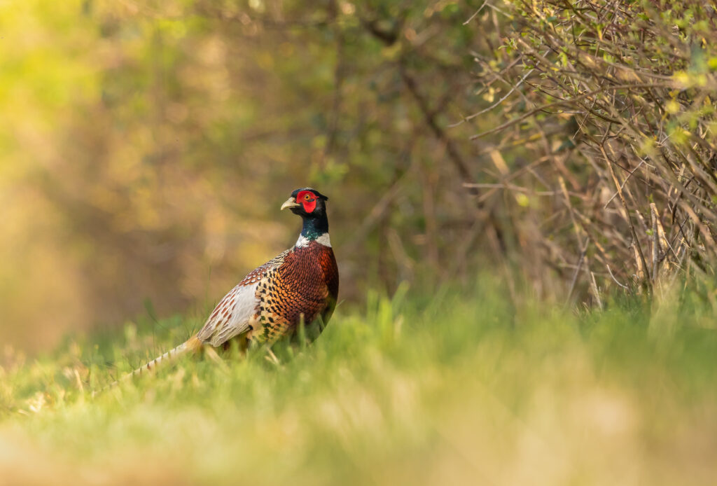 Male pheasant in Yorkshire Dales National Park
