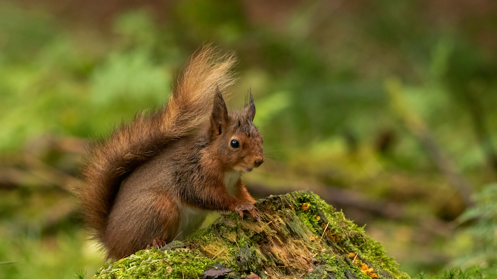 Red squirrel in Yorkshire Dales National Park