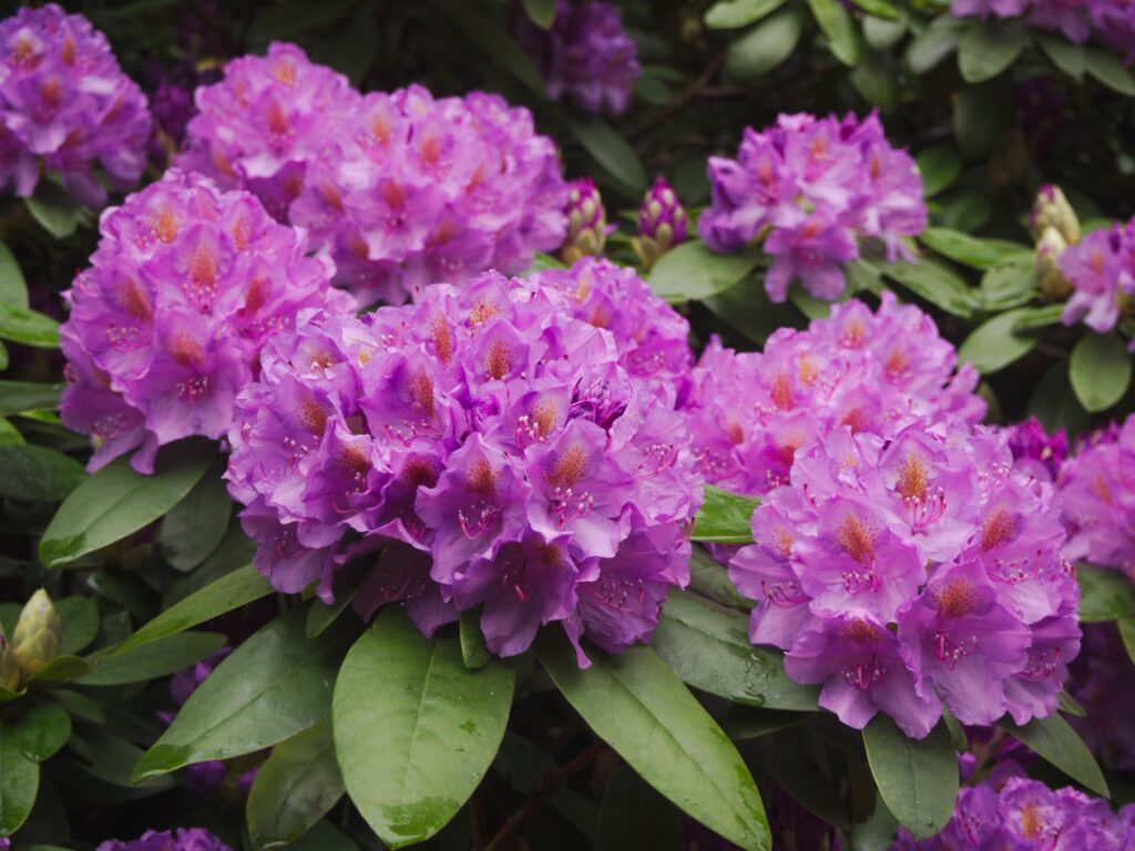 Rhododendrons - Ingleborough Estate Nature Trail